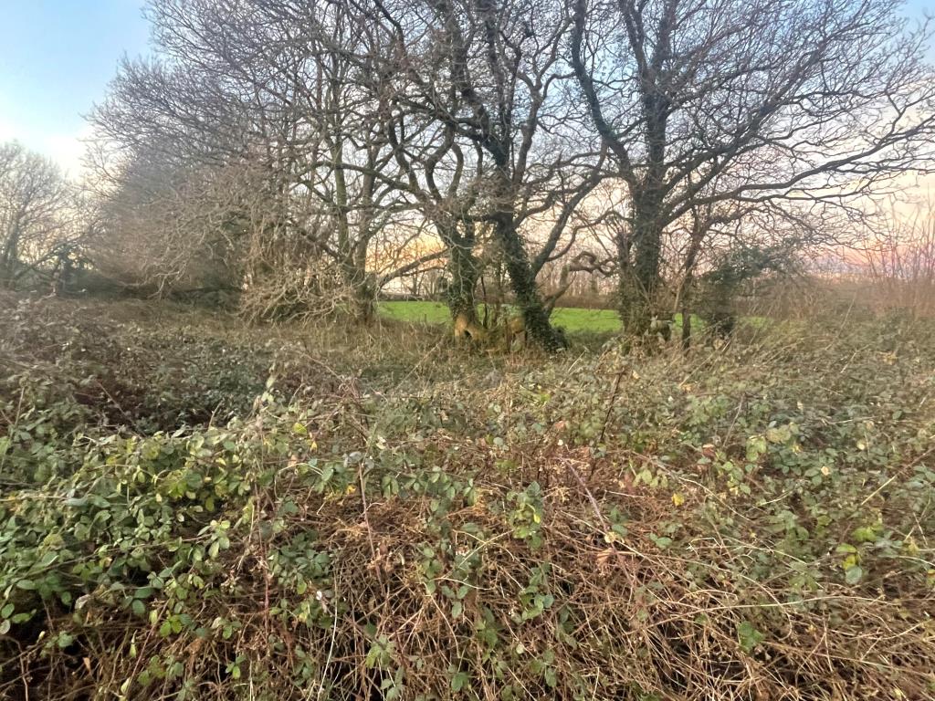 Lot: 55 - FREEHOLD LAND AND ROAD - Overgrown land